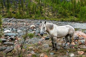 A white horse with tied legs stands near the stony bed of a mountain river. Short mane. Forest on the mountainside. A lot of stones. Horizontal. photo