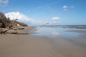 Driftwood on the shore of the Atlantic Ocean photo