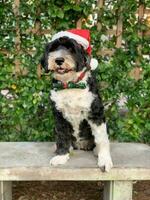 Dog Wearing Santa Hat at Christmas photo