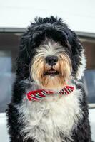 Dog wearing a bow tie photo