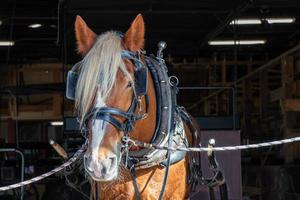 Horse in a stall photo