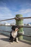 Dog at a Marina photo