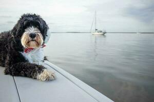black and white dog laying on a boat photo