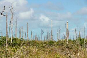 dead trees and new plant growth in the Bahamas photo