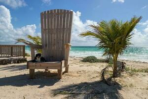 un perro sentado en un grande silla a el playa foto