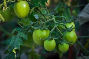 obtener Listo a añadir un picante giro a tu comidas con estos rechoncho y jugoso verde Tomates, el Perfecto ingrediente para tu siguiente culinario aventuras foto