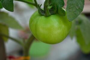 Tomatoes that taste like sunshine photo