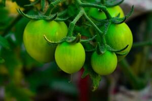 Get ready to add a tangy twist to your meals with these plump and juicy green tomatoes, the perfect ingredient for your next culinary adventure photo