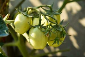 Get ready to add a tangy twist to your meals with these plump and juicy green tomatoes, the perfect ingredient for your next culinary adventure photo