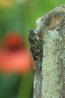 Cicada on lichen covered post photo