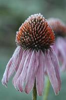 Pale purple coneflower covered in frost photo