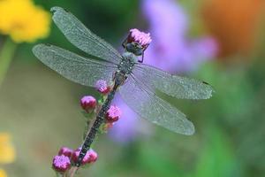 Dragonfly covered in dew on blazing star photo