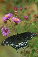 Black swallowtail butterfly female on new england aster photo