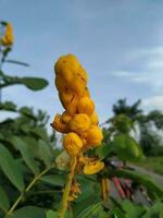 Yellow flower closeup photo