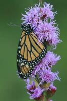 Monarch butterfly covered in dew on blazing star flower photo