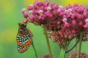 baltimore checkerspot mariposa en pantano algodoncillo flores foto