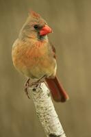 Female cardinal on birch branch photo