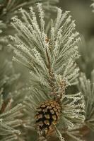 Frost on pine bough photo