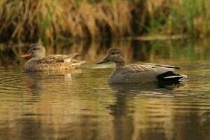 Pair of gadwall ducks photo
