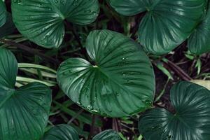 patrón de hojas verdes para el concepto de naturaleza,hoja homalomena rubescens y cheilocostus speciosus árbol fondo texturizado foto