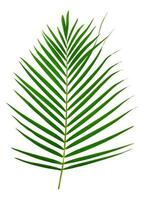 Green leaves pattern,leaf palm tree isolated on white background photo