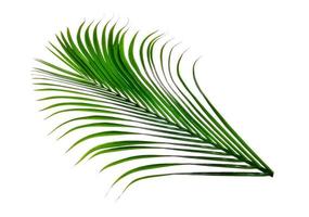 Green leaves pattern,leaf palm tree isolated on white background photo