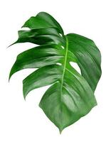 Green leaves pattern,leaf monstera isolated on white background,include clipping path photo