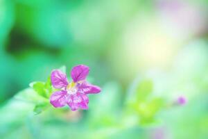 de cerca rosado flor de verde hojas en difuminar para naturaleza antecedentes foto