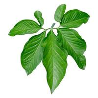 Green leaves pattern,leaf Syngonium podophyllum isolated on white background,include clipping path photo