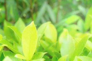 Green leaves pattern for summer or spring season concept,leaf blur textured,nature background photo