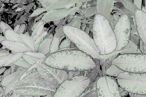 negro y blanco hojas modelo de tonto caña follaje en jardín, hoja exótico tropical foto