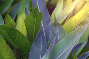 Closeup green leaves on blur background,nature concept photo