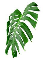 Green leaves pattern,leaf monstera isolated on white background,include clipping path photo