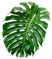 Green leaves pattern,leaf monstera isolated on white background,include clipping path photo