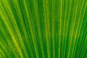 Green leaves texture,tropical leaf for nature background,leaf palm foliage tree,Abstract background photo