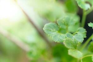 Green leaves pattern for summer or spring season concept,leaf blur textured,nature background photo