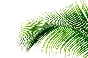 Green leaves pattern,leaf palm tree isolated on white background photo