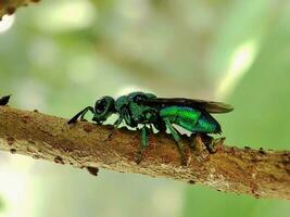 The cuckoo wasp has a metallic green body color photo