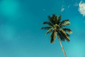 Coco árbol y cielo con nubes, Clásico efecto. foto