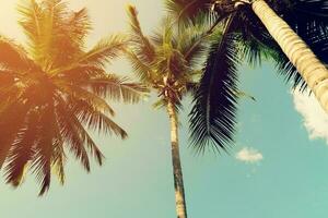 Coconut palm trees and shining sun with vintage effect. photo