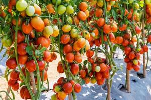 red tomato on field agriculture for harvesting. photo