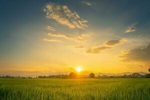 Beautiful rice field and sunset at Thailand. photo