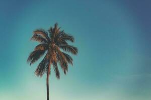 Coconut palm tree at tropical coast in island beach with vintage tone. photo