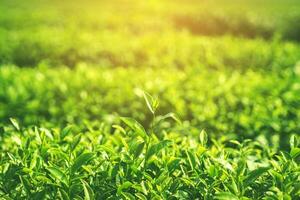 Fresco té hojas en Mañana con luz de sol foto