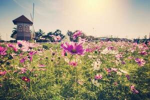 campo cosmos Flowre y puesta de sol con Clásico tono. foto