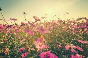 Field pink cosmos flower with vintage toned. photo