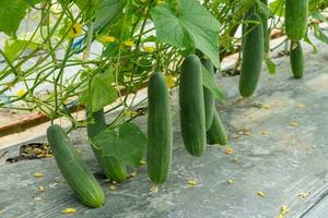 Green cucumber growing in field vegetable for harvesting. photo