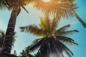 coconut tree and sky with clouds, vintage effect. photo