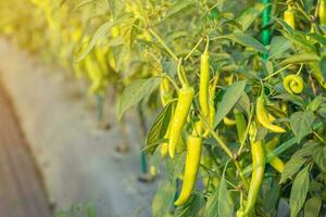 chilli pepper on the garden with sunlight photo