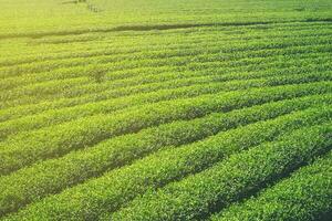 Green tea field and plantation in morning with sunlight. photo